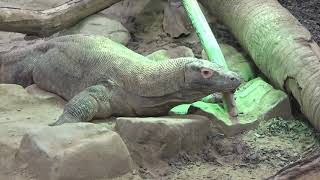 Komodovaraan  Zoo Antwerpen augustus 2019 [upl. by Fates]