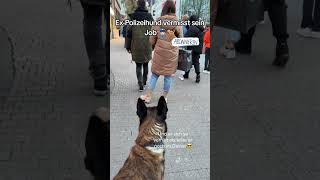 ExPolizeihund vermisst seinen Job 👮🏻‍♂️🐕‍🦺 Deutschland Polizei Hund [upl. by Ah]