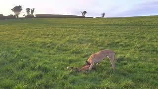 Foxing with lurchers day time [upl. by Ennazus]