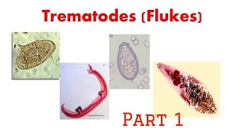 Trematodes  Intro schistosoma microbiology trematode pathology [upl. by Sherfield844]