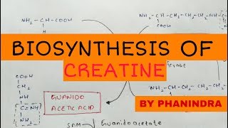 Biosynthesis of creatine  By phanindra guptha [upl. by Eeimaj]