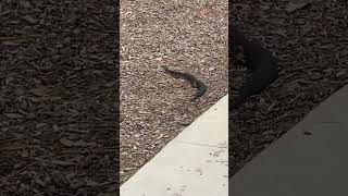 Cottonmouth Venomous snake on our daily walk No thanks shorts snakebite [upl. by Ennoid]