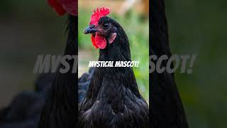 The Mysterious Ayam Cemani ChickenBlack or Lamborghini chicks [upl. by Ttezil]