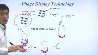 Unit 7 Part 3 Phage Display Technology [upl. by Buford]