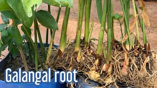 Best Tips To Grow GALANGAL PLANT in Pot or Container at Home  Daily Life and Nature [upl. by Cohin670]