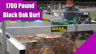 1700 Pound Black Oak Burl By OregonBurlsCom [upl. by Nerat]