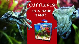 REEF ANIMALS  keeping CUTTLEFISH at home in a nano reef tank  40 QUBE aquarium [upl. by Kingston]