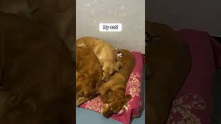 Agile cat and gentle cat 🐈🤣cat funny love dog funnyvideo shortvideo fyp [upl. by Ennaillij]