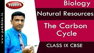 The Carbon Cycle  Natural Resources  Biology  Class 9  CBSE [upl. by Dorene438]