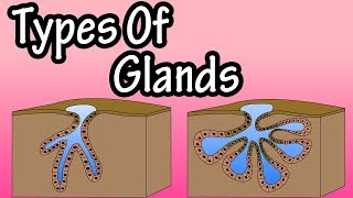 Glands  What Are Glands  Types Of Glands  Merocrine Glands  Apocrine Glands  Holocrine Glands [upl. by Einaoj]