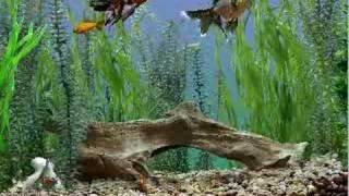 Goldfish Aquarium demo driftwood tank [upl. by Netsirc]