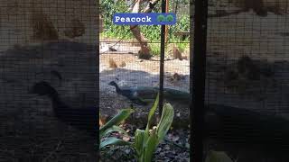 Peacock opening feathers  at Caversham Wild Life Park [upl. by Ytinav]