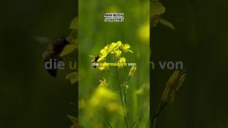 Ein Teelöffel Honig 2000 Blüten shortvideo [upl. by Meghan]