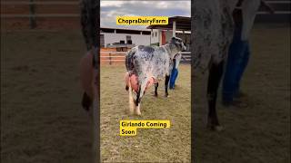 Girlando Cow Coming Soon to ChopraDairyFarm Breed trending dairycows viral shortvideos  farm [upl. by Eelrac]