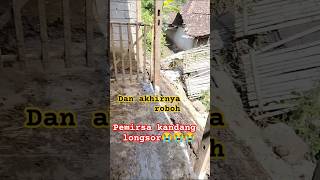 MUSIBAH TIDAK ADAdi kalender kandang longsorkqndamg sapishoot ella channel4289 [upl. by Ynobe143]