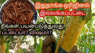 How to make home made karuva pattai  மரத்திலிருந்து இலவங்கப்பட்டை எடுப்பது எப்படி [upl. by Ecneps]