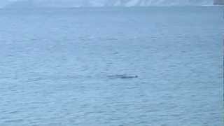 DELFINES EN HONDARRIBIA [upl. by Faulkner569]