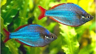 Dwarf Neon Rainbowfish Care and Feeding [upl. by Lletram290]