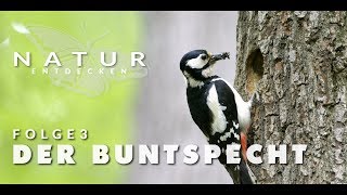 Natur entdecken  Folge 3  Der Buntspecht [upl. by Moreno]