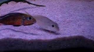 Callochromis Macrops Ndole red spawning video [upl. by Sussman979]