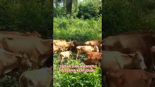 PETERNAK SAPI LEMBU LIARAN shorts sapi lembu [upl. by Hapte943]