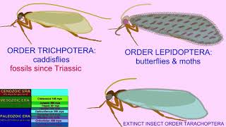 the insect superorder containing Lepidoptera Trichoptera amp Tarachoptera [upl. by Huey93]