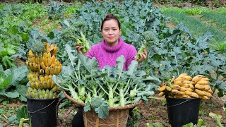 Harvest Cauliflower amp Banana Goes market sell  Cooking  Cook food for pigs [upl. by Ilrebmyk]