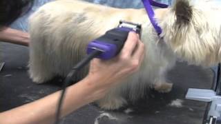 Cairn Terrier Grooming Instructions OnlineGroomingSchoolcom [upl. by Holleran]