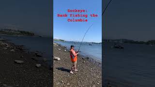 plunking for sockeye and steelhead [upl. by Boehike]