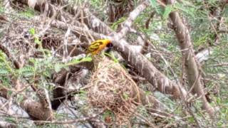 Weaver birds building nests [upl. by Assirek92]