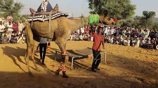 small camel dance in todpura mela [upl. by Nyledam]