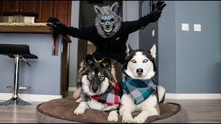 Scary Werewolf Prank On My Huskies [upl. by Iharas163]