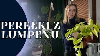 VLOG  ZAKUPY Z LUMPEKSU  ZAMÓWIENIE Z VINTED  NOWE PHILODENDRONY [upl. by Altheta961]