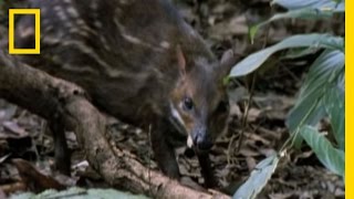 Eagle vs Water Chevrotain  National Geographic [upl. by Heim]