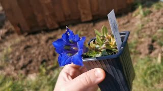 Starting growing Gentiana acaulis the blueflowered stemless gentian an iconic alpine plant [upl. by Miko]