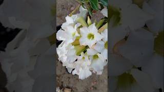 Cristata buquê 💐flor flores [upl. by Mou991]