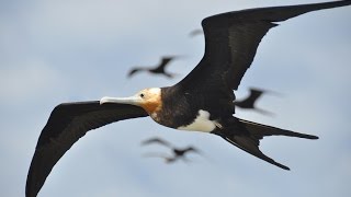 Frigatebirds ride air currents like a roller coaster [upl. by Assirralc]