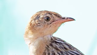 Zitting Cisticola Sound Cisticola juncidis Call Fuinhadosjuncos Canto [upl. by Nollid]