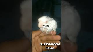 Albion cockatiel hand tem Rajkot Gujarat [upl. by Lexine]