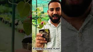 Visit Saharanpur for Fuchsia flower fuchsia flowers planting decoration garden farming [upl. by Leirraj]