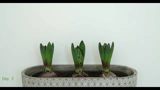 HYACINTHUS ORIENTALIS TIME LAPSE 4K [upl. by Airetnuhs]