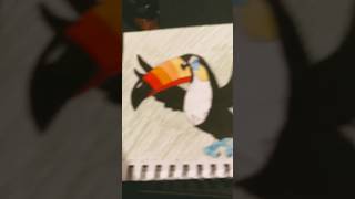 Toucannon Drawing [upl. by Iblehs858]