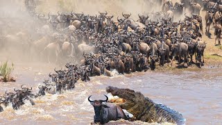 Incredible Wildebeest Migration crossing the Mara River  WHAT HAPPENS NEXT [upl. by Halbeib]