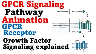 G protein signaling pathway  GPCR cell signaling [upl. by Habeh]