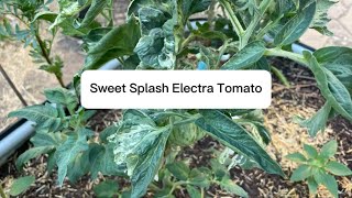 A Variegated Tomato  Sweet Splash Electra Tomato [upl. by Jolanta]