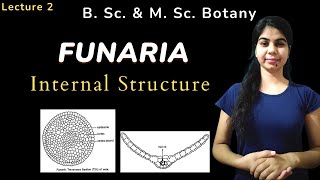 FUNARIA  Internal Structure  in Hindi  Botany  B Sc amp M Sc [upl. by Ennaul]