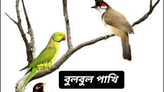 Bulbul Pakhi।। Chandrika Kar [upl. by Emirak664]