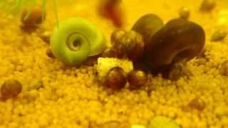 Macro Timelapse Snails eating Pellet [upl. by Krista]