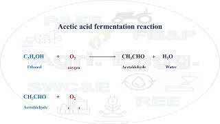 Acetic acid fermentation reaction fermentation aceticacid biochemistry microbiology engineering [upl. by Sherrie]