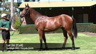 Lot 56  Earthlight IRE  Euryale AUS Colt [upl. by Stavros]